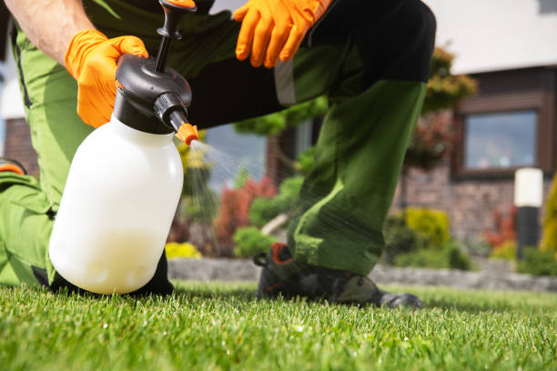 Best Termite Control Services  in Rson, CA
