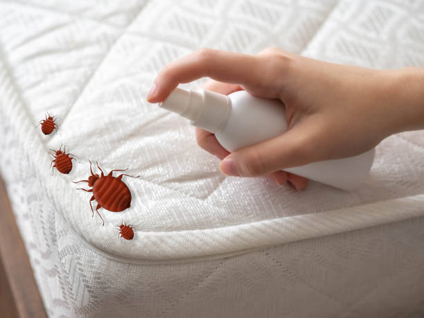 Best Flea Control Services  in Rson, CA