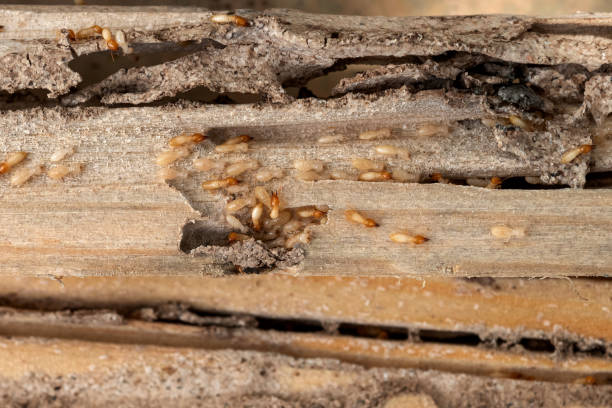 Flea Control Services in Carson, CA